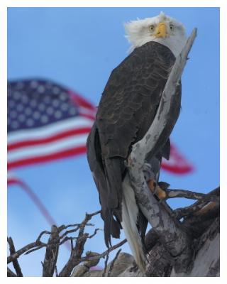 Eagle and Flag 8 x 12.jpg