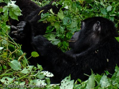 Wayne_Bunyoni_Bwindi_12.jpg