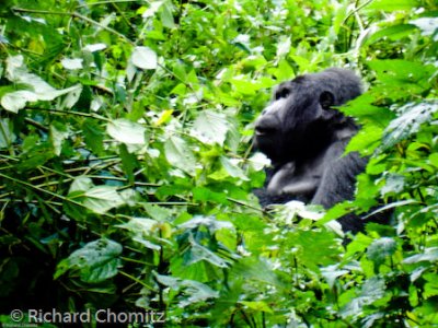Wayne_Bunyoni_Bwindi_16.jpg