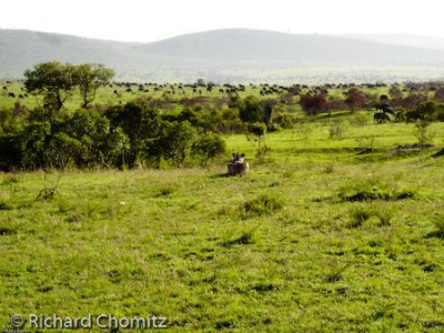 Wayne_Kenya_Safari_10.jpg