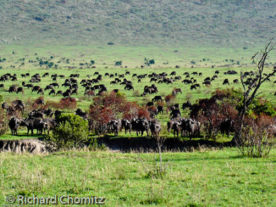 Wayne_Kenya_Safari_13.jpg