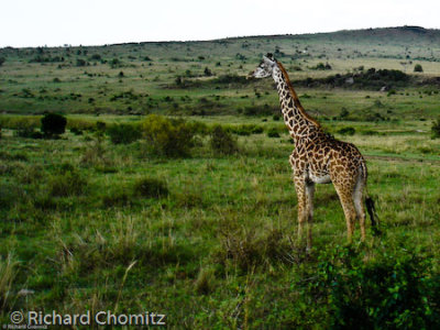 Wayne_Kenya_Safari_21.jpg