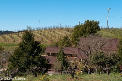 Ridge Vineyard