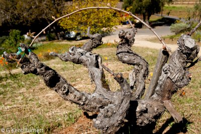 Wine Vine