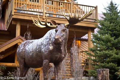 TCR Elk