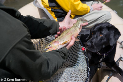 18 CutBow