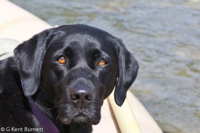 Amy the Fishing Guide Dog