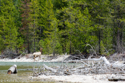 Elk
