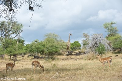 Giraffes and Impalas