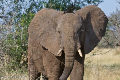 Elephant