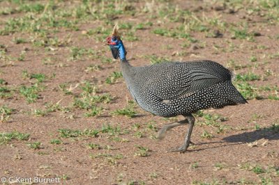 African Helmeted Guineafowl