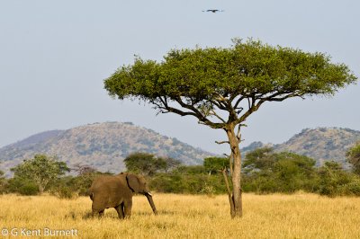 Elephant on Serengiti