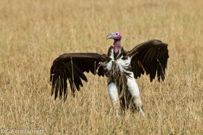 Lappet-faced Vulture