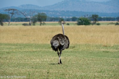 Ostrich