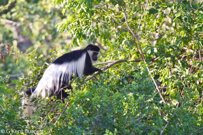 B & W Colobus Monkey