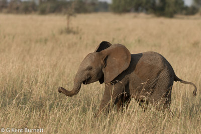 Baby Elephant