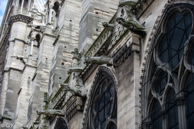 Notre Dame Gargoyles