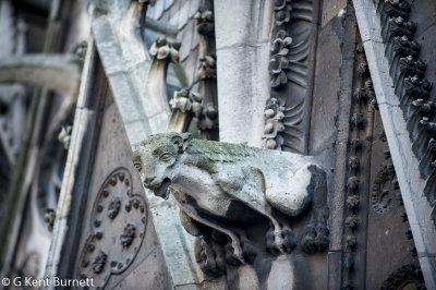Notre Dame Gargoyles
