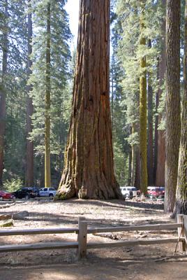 Mariposa Grove