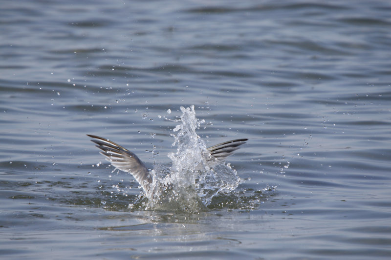 Tern diving for lunch