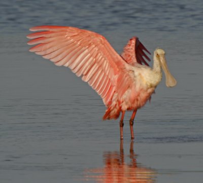 Roseate Spoonbill