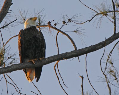 Bald Eagle