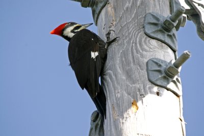 Pileated Woodpecker