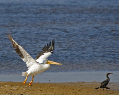 White Pelican and Cormorant