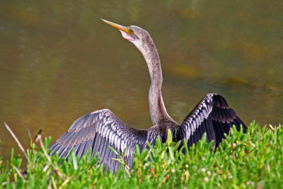 Anhinga