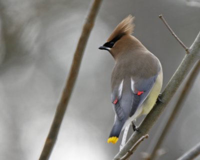 Cedar Waxwing