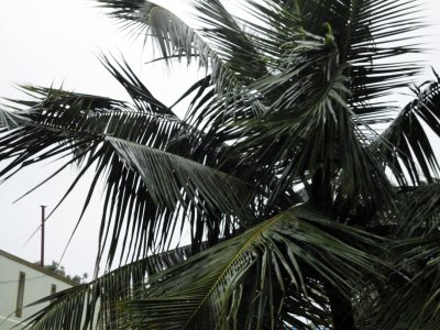 feel the cyclone 'thane', @ Chennai