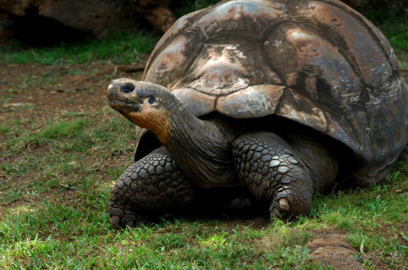 Giant Turtle National  Zoo Oahu HI