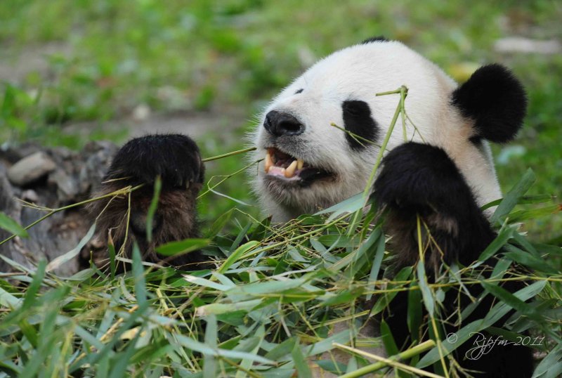  Panda Bear DC National Zoo