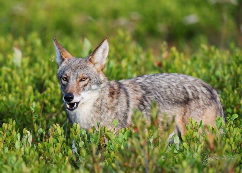 Coyote Big Meadows NP Va