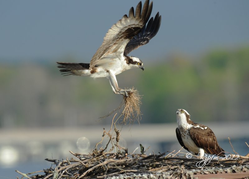 Osprey Occoquan WLR Va