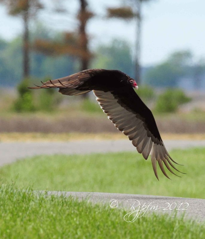 Turkey Vulture  Blackwater NWR, Md