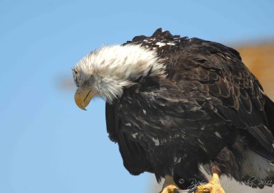  Bald Eagle Homer AK