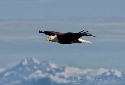 Bald Eagle Homer AK