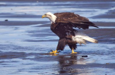  Bald Eagle Homer AK