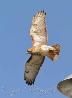Red-tailed Hawk Icahn Park NY