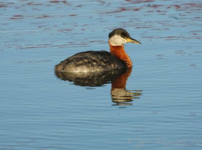 Red-Breasted Grebe Beluga lake Homer AK