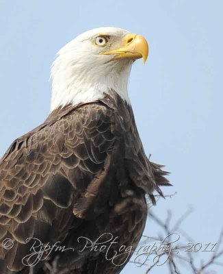  Bald Eagle  Blackwater NWR, Md