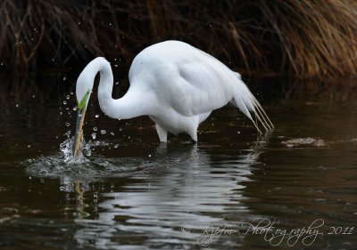 Great  White Egret  Chincoteague NWR