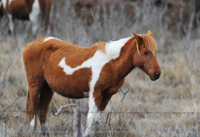 Wild Pony Chincoteague NWR, Va