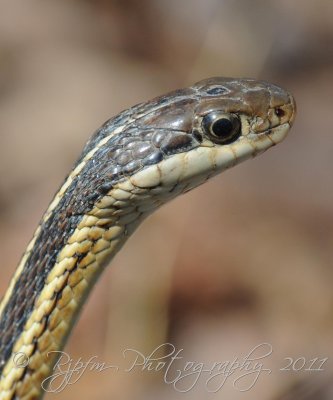 Garden Snake Huntley Meadow SP, Va