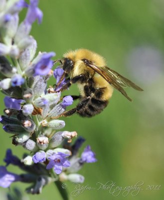Lavender  & Carpenter Bee  Wellington Coms Va