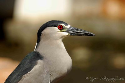 Black crowned Night Heron Oahu HI