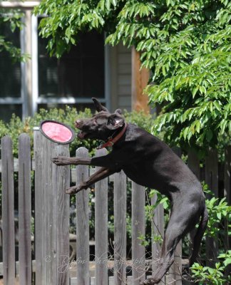 Frisbee King Buddy  Wellington Commons Dr Va