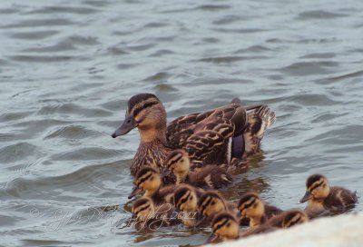 Mallard Female & Ducklings  Old Town  Alexandria Va