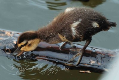 Mallard Duckling Old Town  Alexandria Va